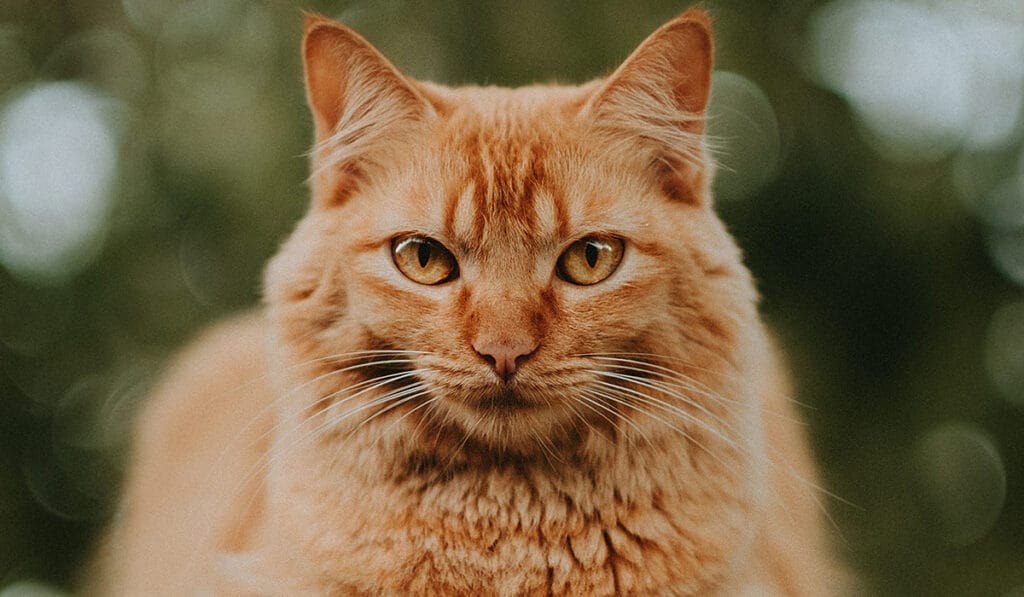 Por qué ronronean los gatos